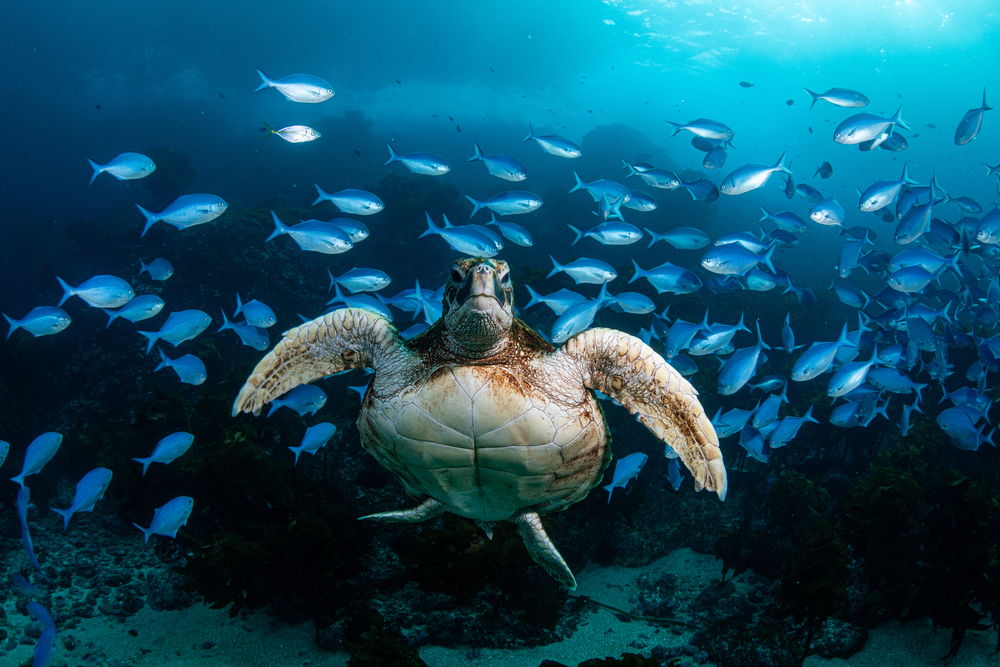 Duuuuuuude, why is it so cold?