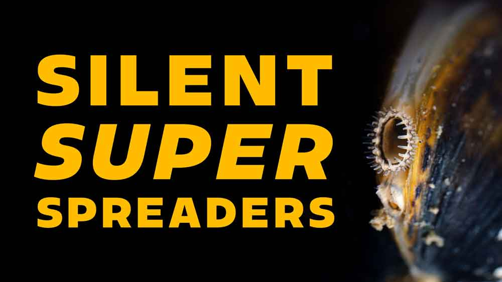 Gold clam thumbnail web