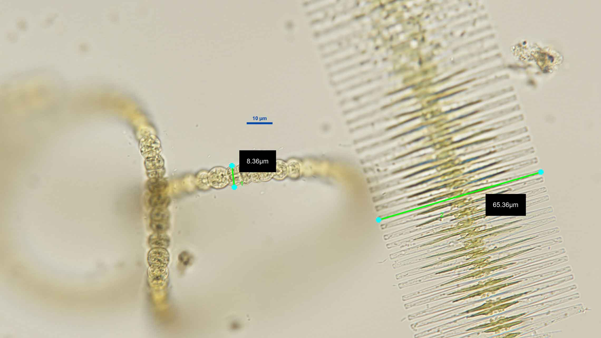 Sample from Lake Maraetai, Phytoplankton in Dec 2025 and it show measurements being taken down a microscope in µm of two species;  a Diatom, Fragilaria (the long cells joined together) and a Cyanobacteria, Dolichospermum (the round cells) two of the dominate large species at this time. Photo ESNZ