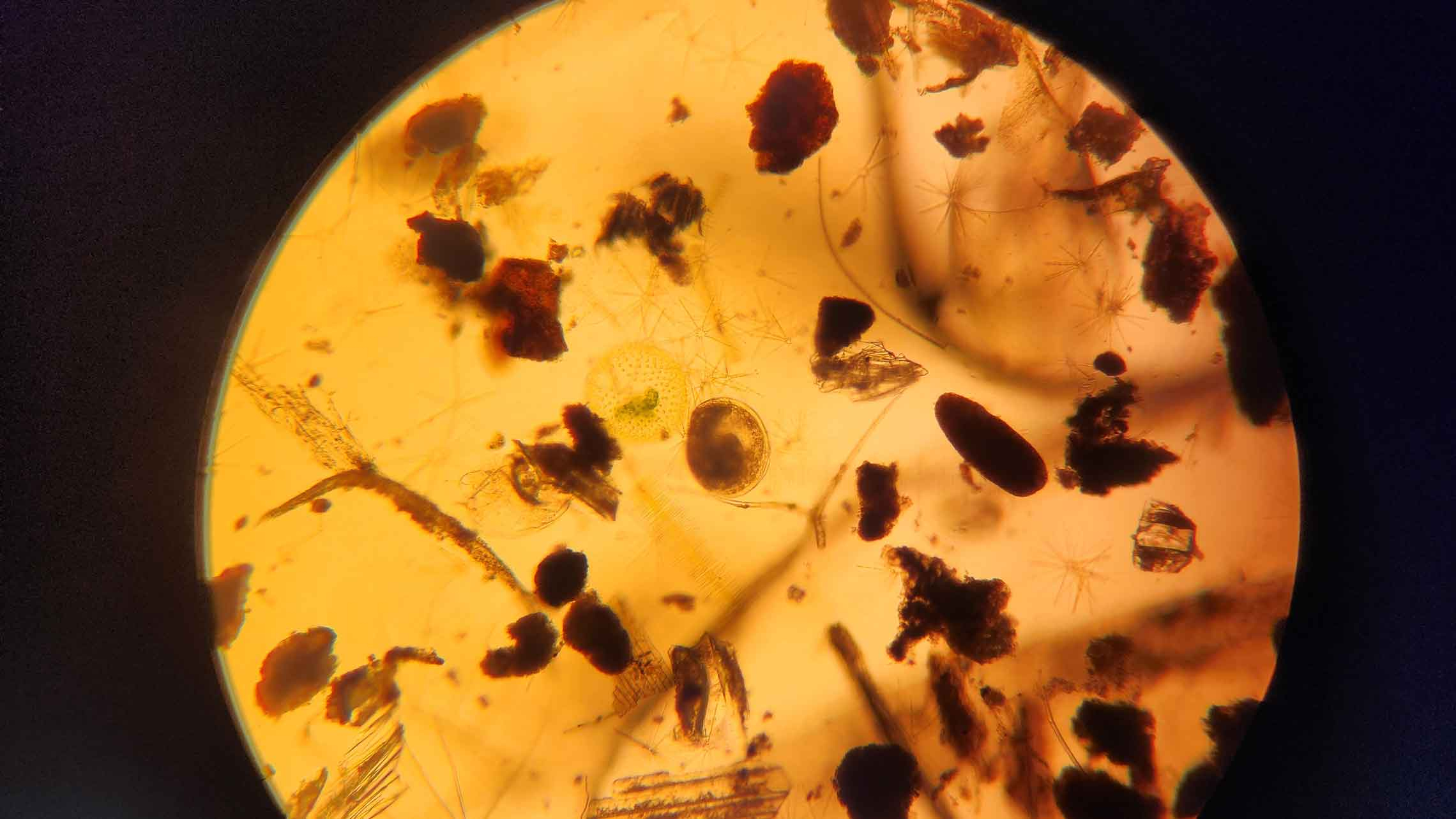 a single D shaped clam larvae in natural sample with detritus and phytoplankton viewed under 100x magnification. 