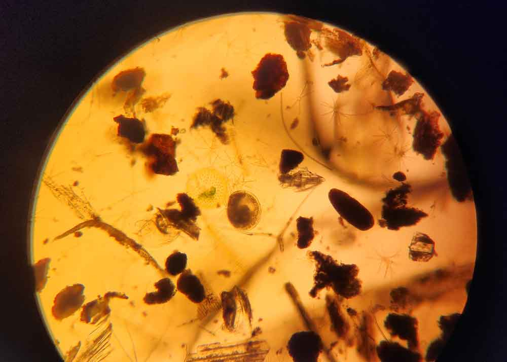 single D shaped clam larvae in natural sample with detritus and phytoplankton viewed under 100x magnification