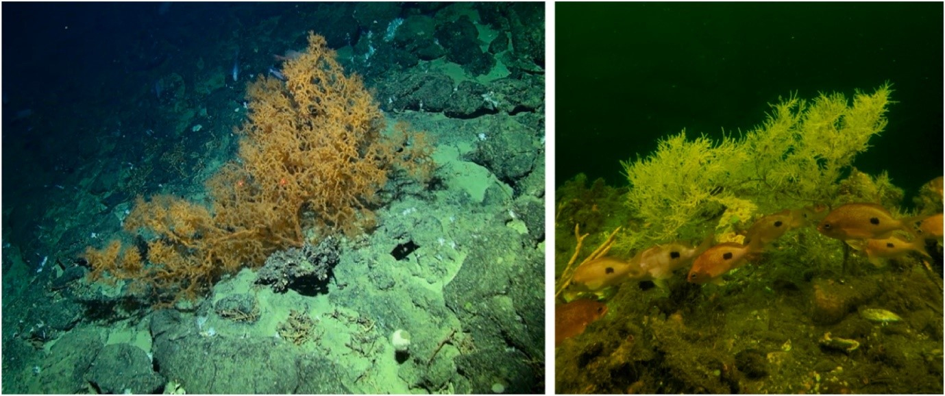 Images of Antipatharian in situ from the Graveyard Seamounts (left; NIWA) and Antipathella fiordensis in Piopiotahi/Milford Sound, Fiordland (right; A. Davis).