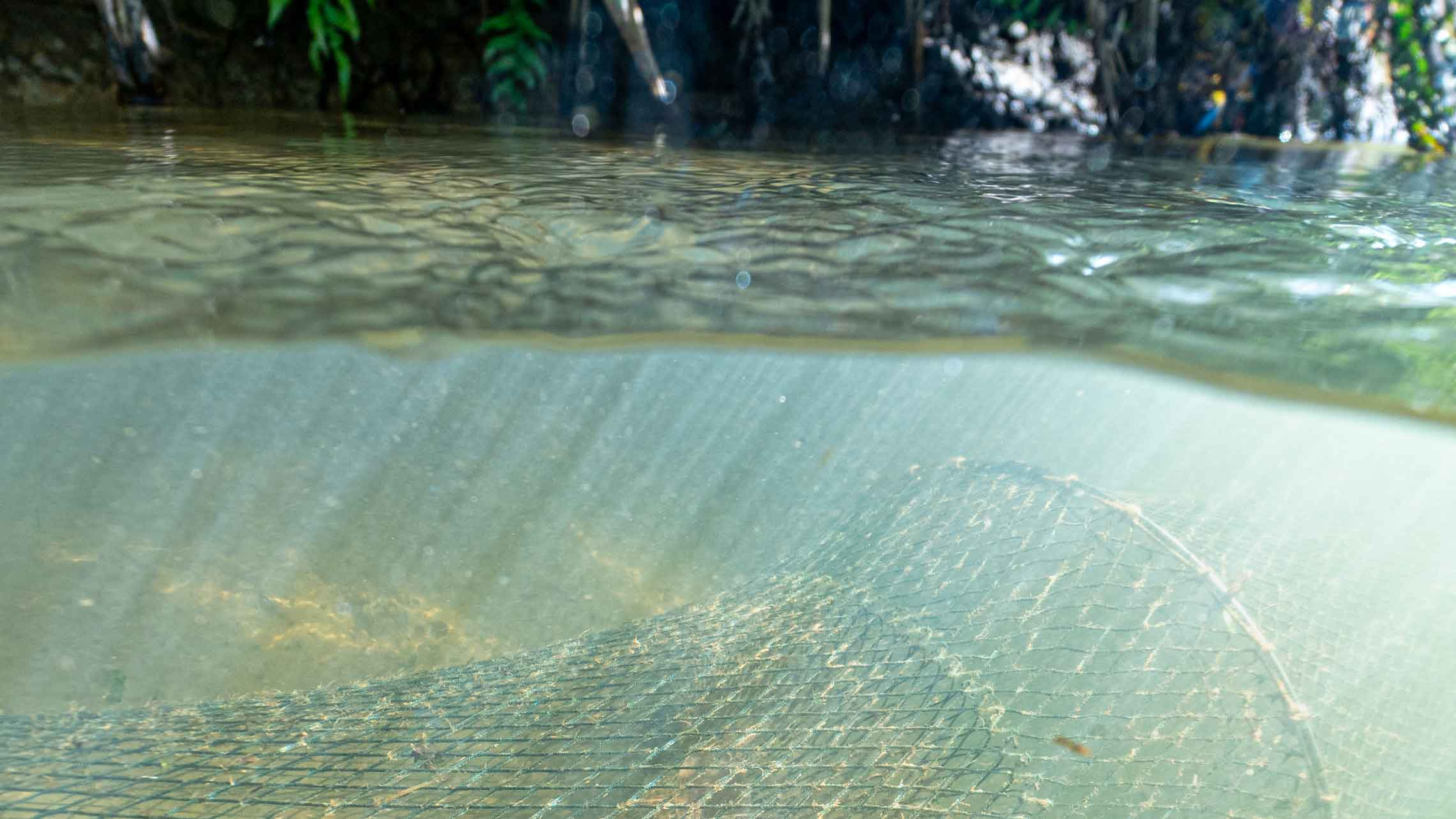 Maniapoto tuna banner