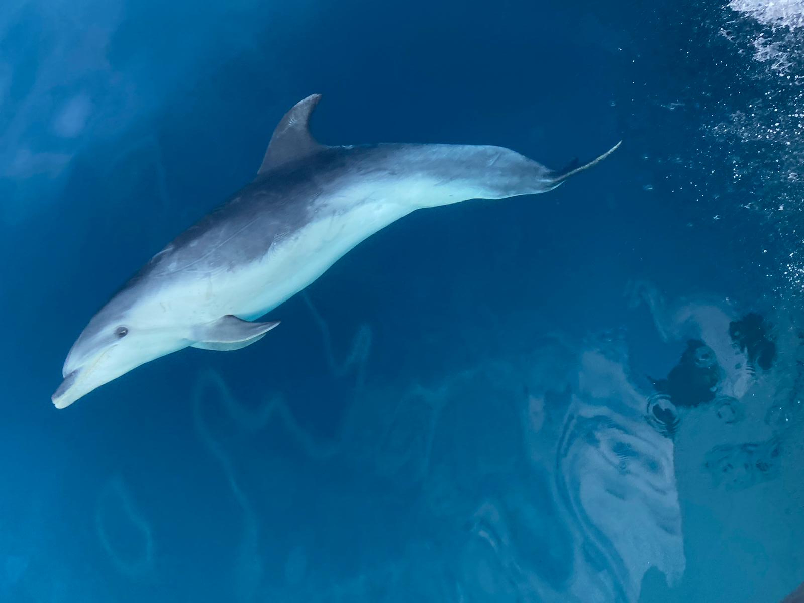 Bottlenose bowriding