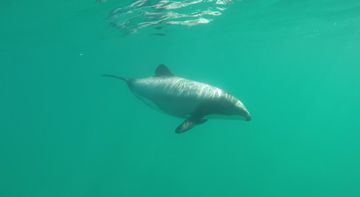 maui_dolphin