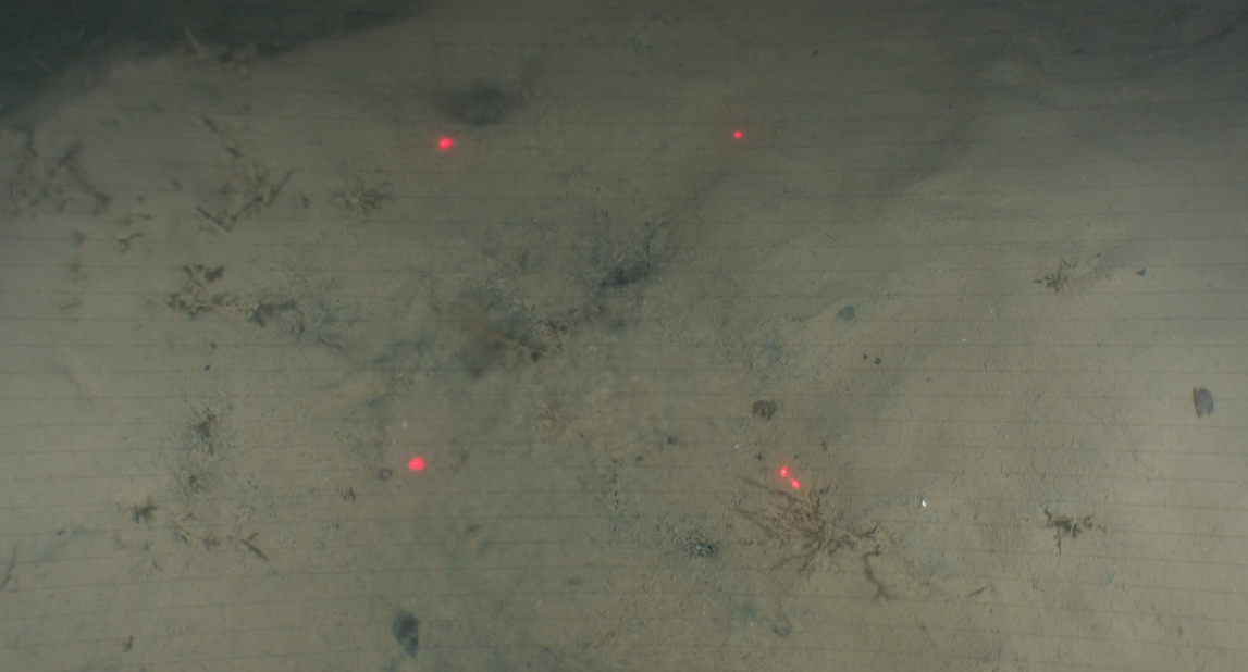  A freshwater seep discovered in Wellington Harbour in 2023