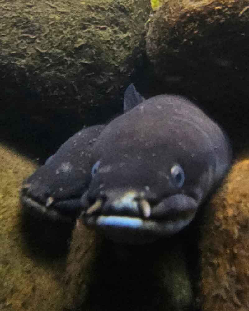 Eels