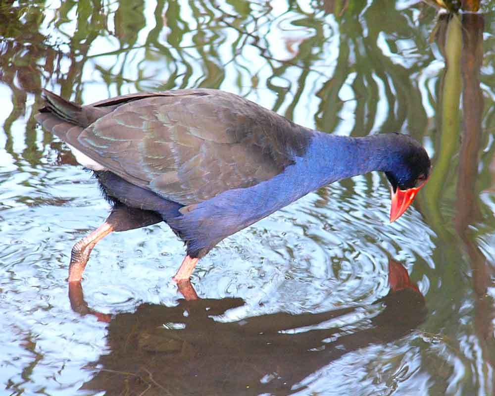 Pukeko