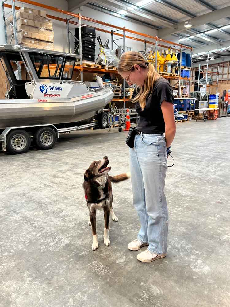 Sniffing out trouble