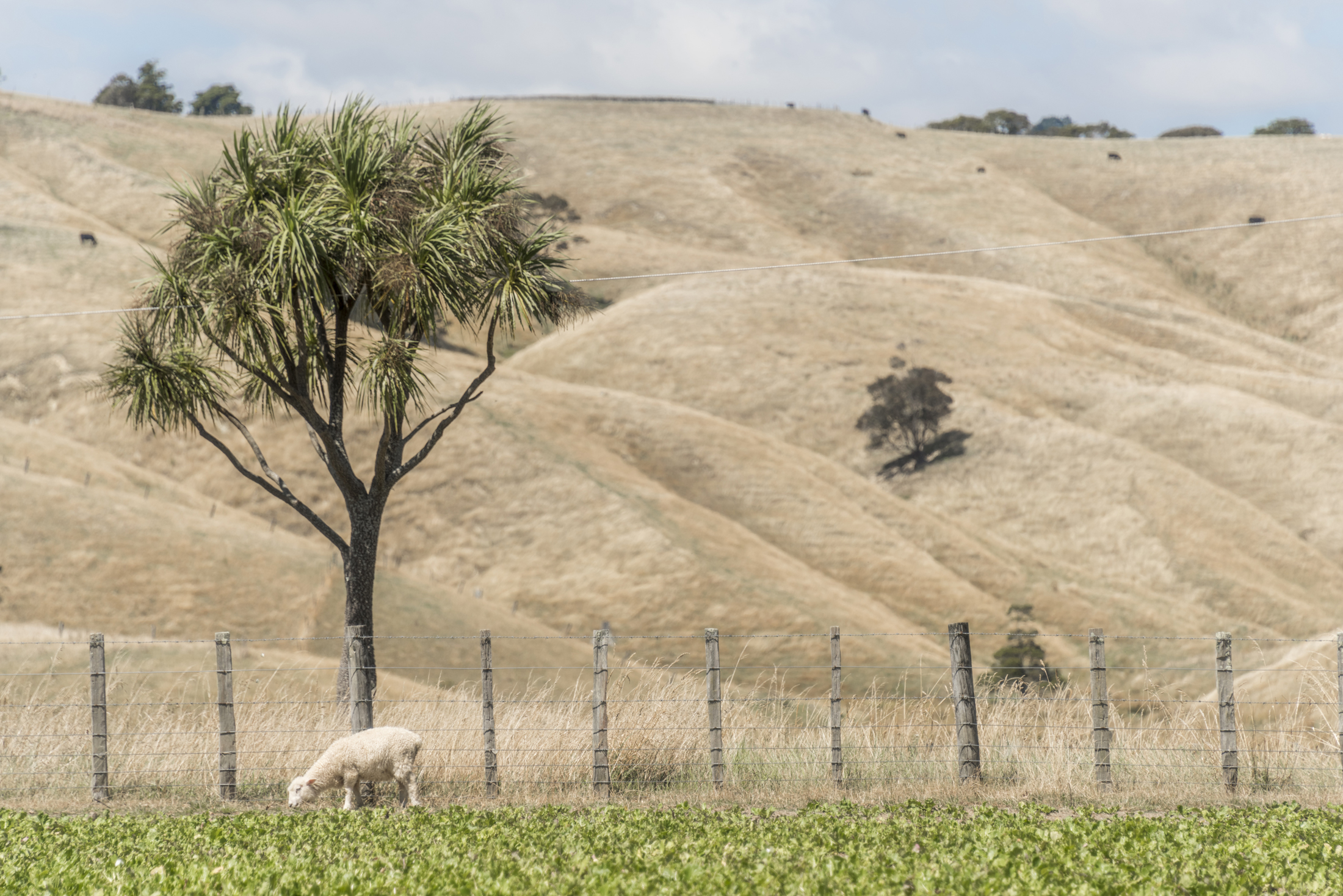 Rural Wairarapa drought 2017