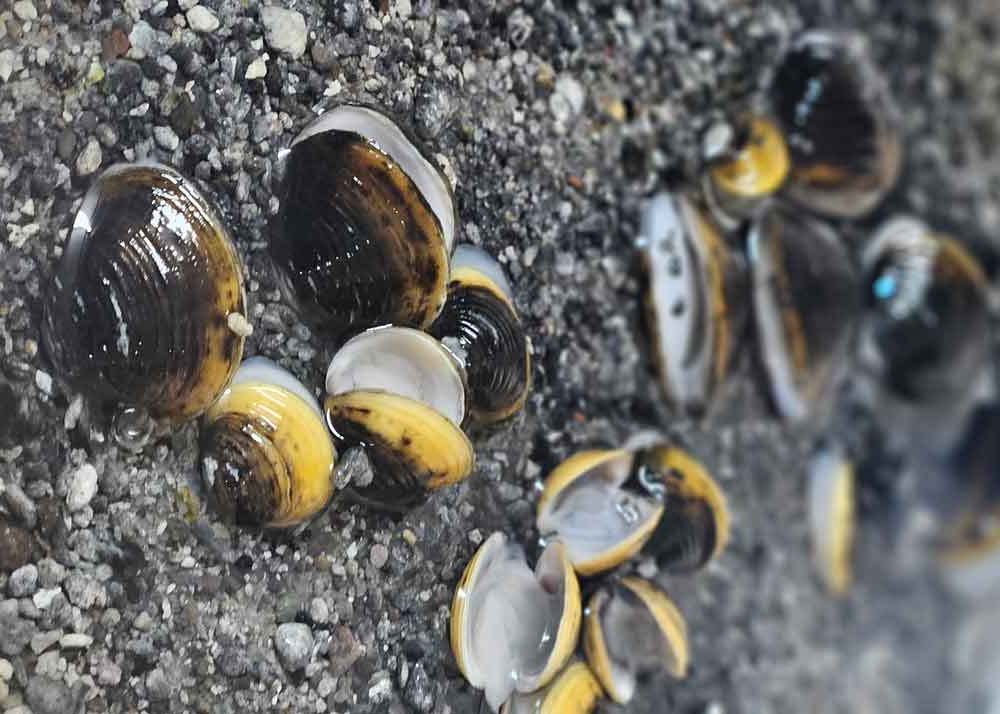 Gold clams following exposure to a benthic barrier (EPDM matting) during experimental suppression trials. 