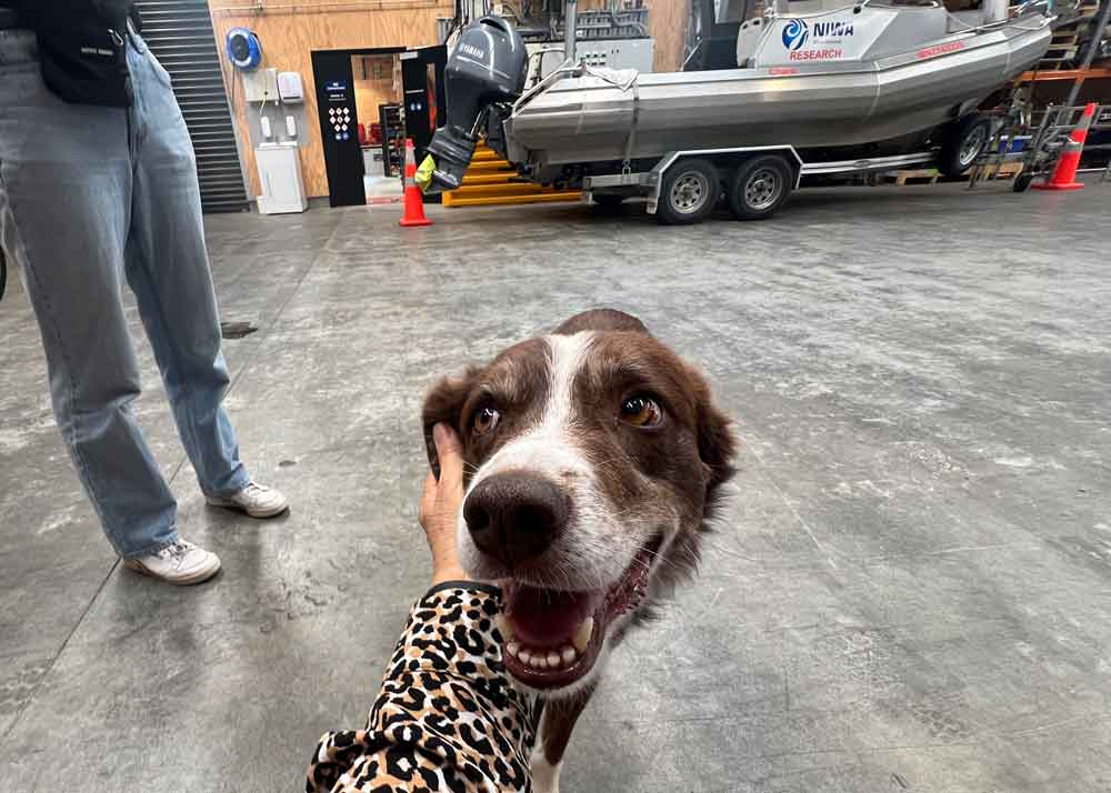 Scent detector dog Cino