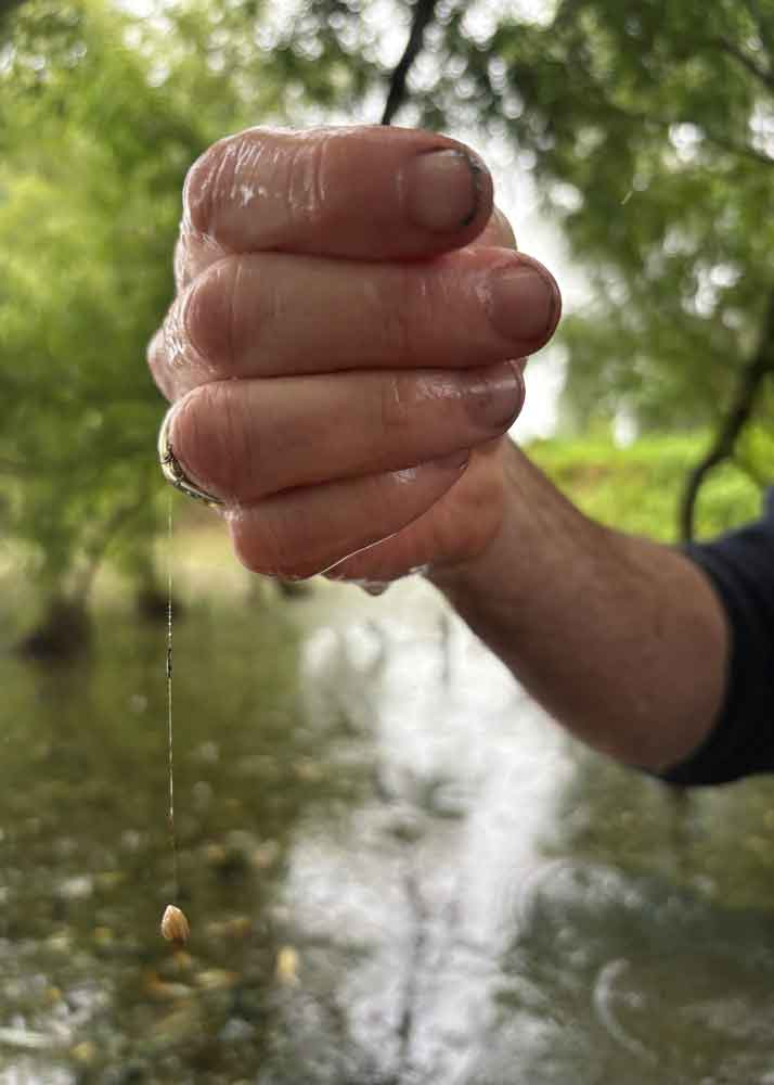 Juvenile clam held by byssal thread during a Waikato River survey.
