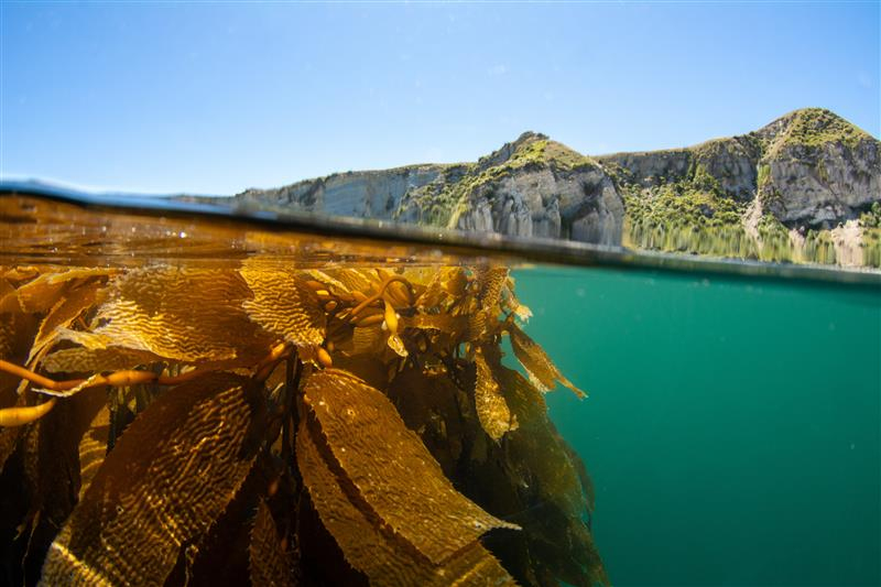 Kelp