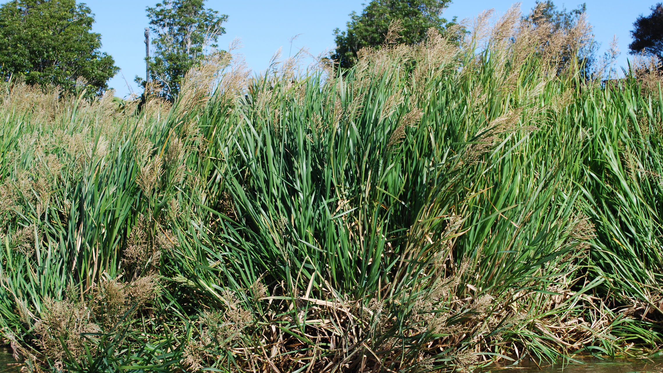 Glyceria maxima