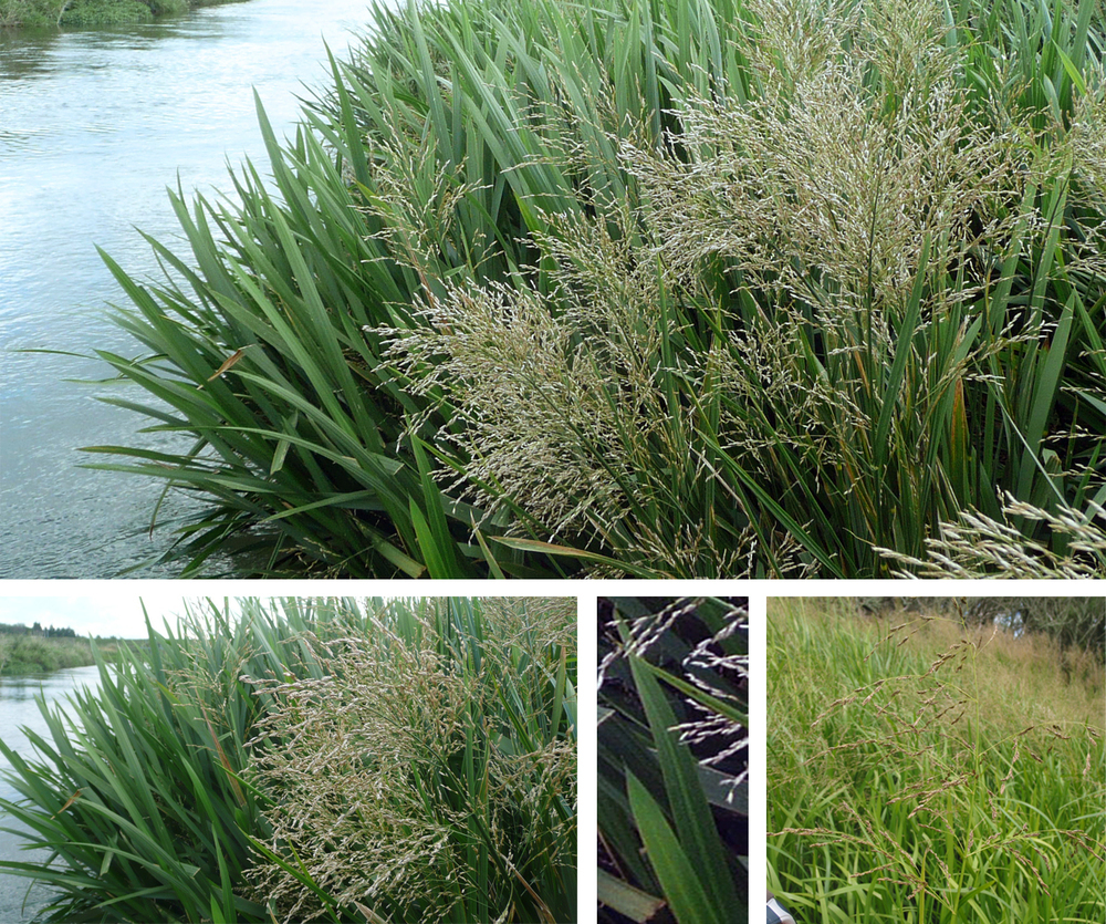 Glyceria maxima
