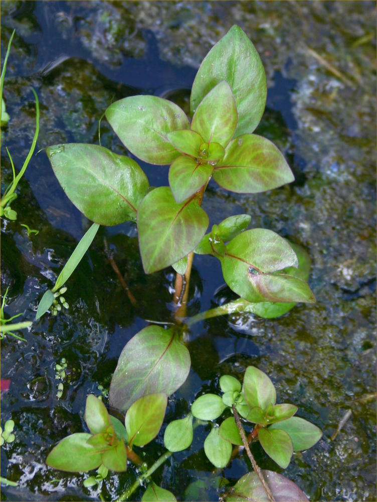 Ludwigia palustris