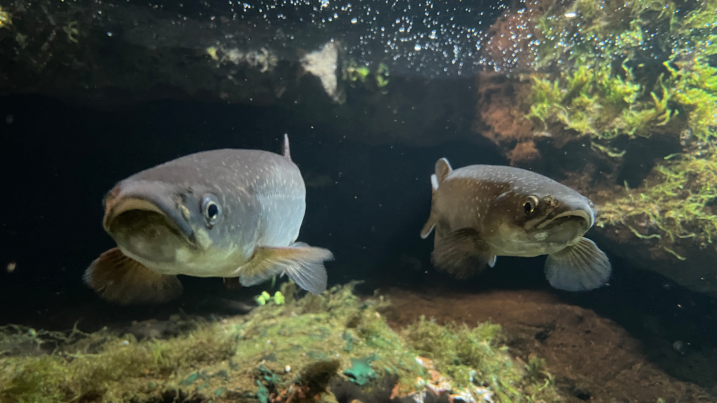 Fish banner