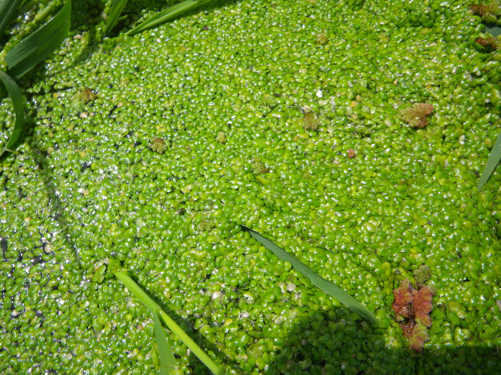 Duckweed (Lemna minor L)