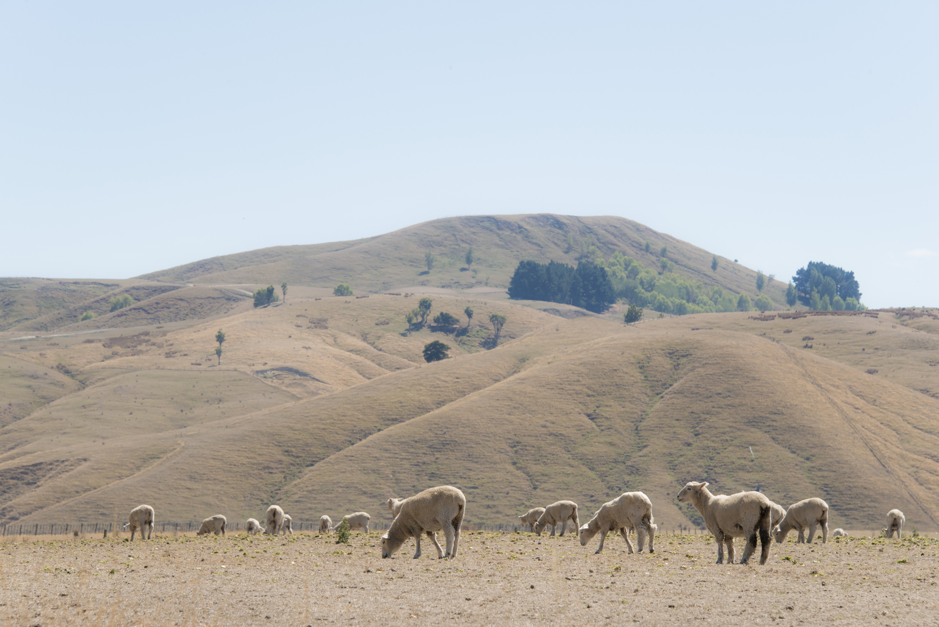 Wairarapa drought.