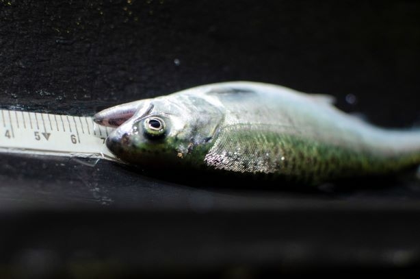 King Salmon Juvenile Assessment RQ