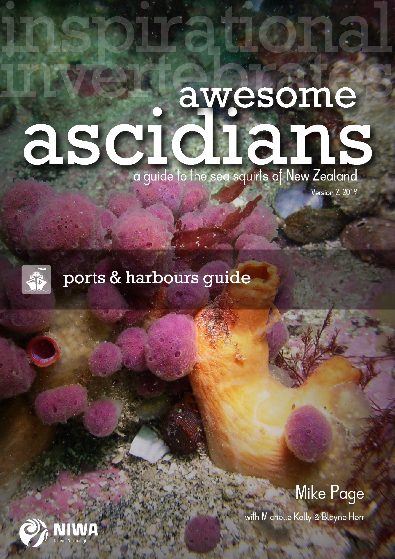 Awesome Ascidians - an interactive guide to the sea squirts in ports ...