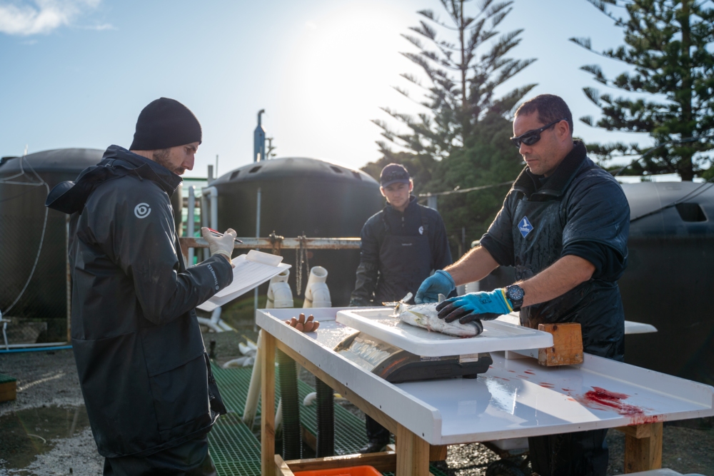Kingfish harvested weekly