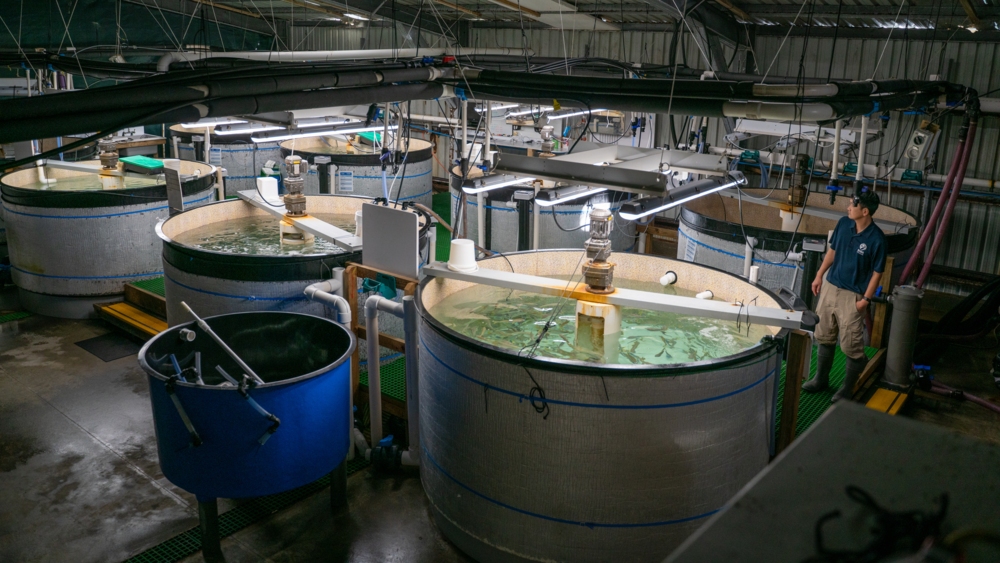 The specially-developed network recirculating fresh seawater through a series of controlled holding tanks ensures a dependable, low impact and sustainable harvest. 