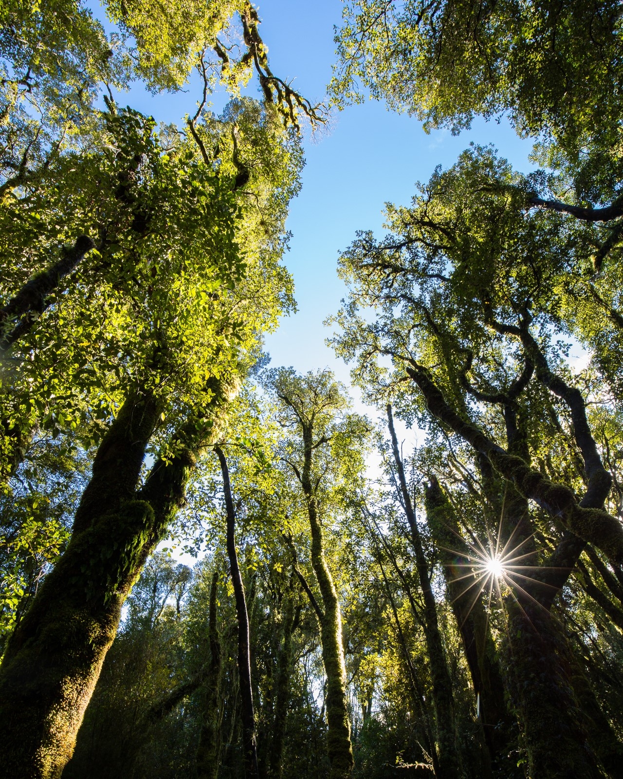 Fiordland forest canopy