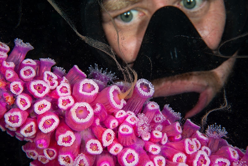 Image of Diver Crispin Middleton observes the annual Jewel anemone spawning event in the Bay of Islands.