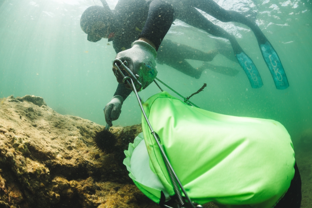 NIWA diver volunteering during kina removal