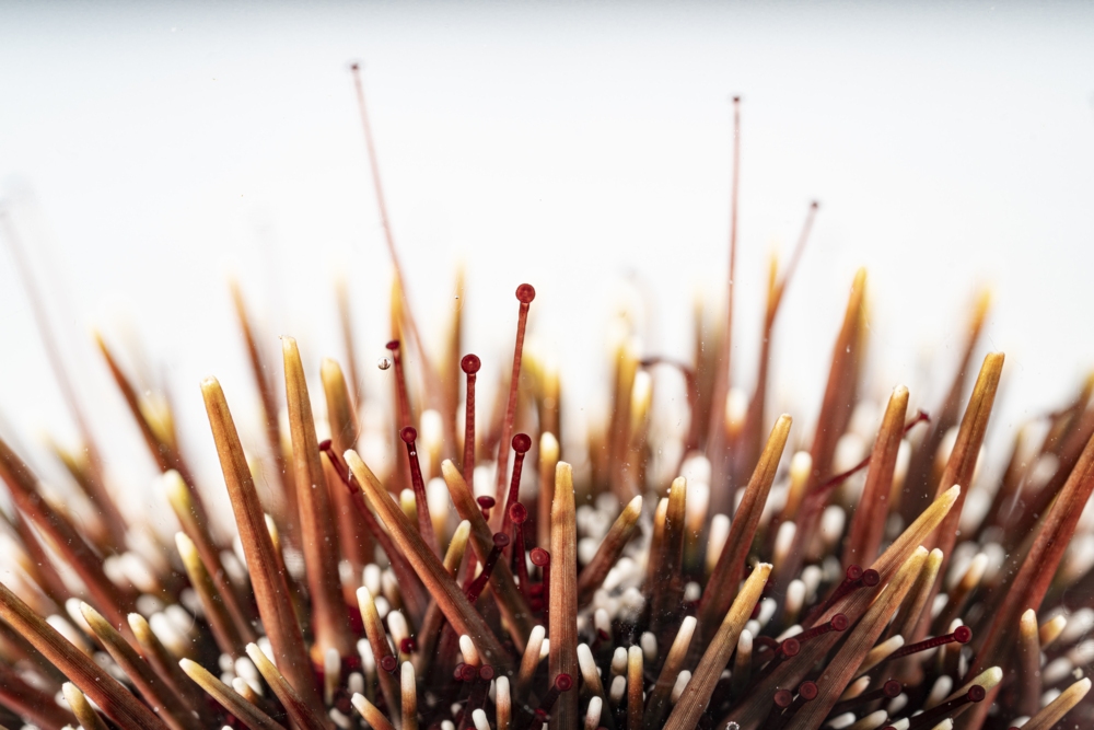 Submerged sea urchin stretching out it's tube feet