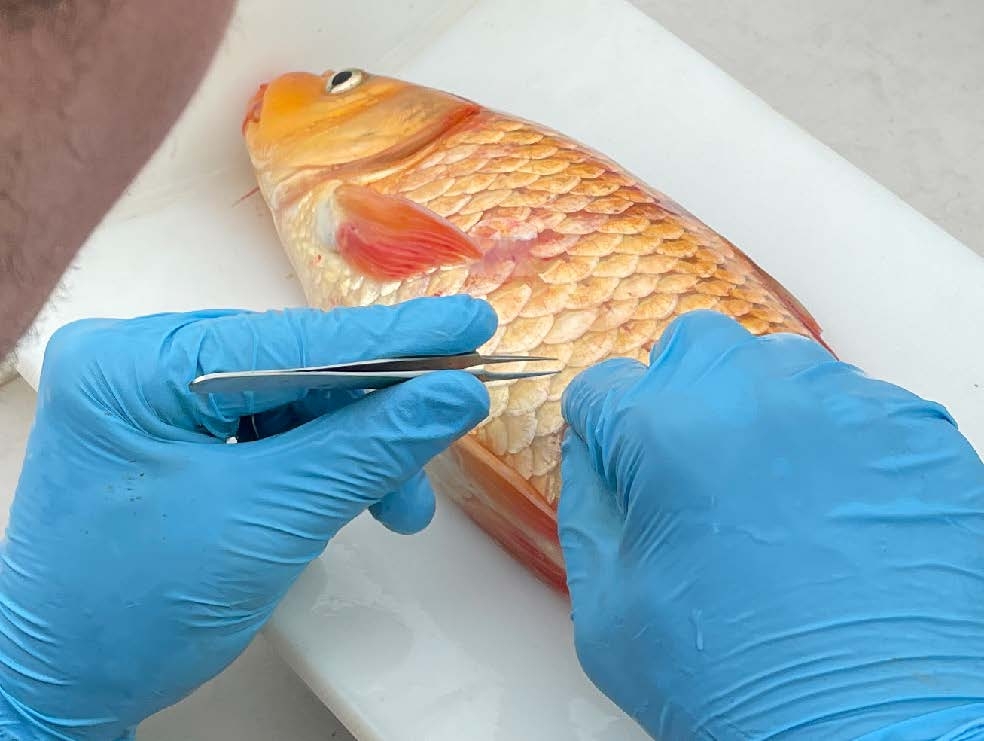 Inserting a PIT tag into the abdominal cavity of a koi/amur carp.