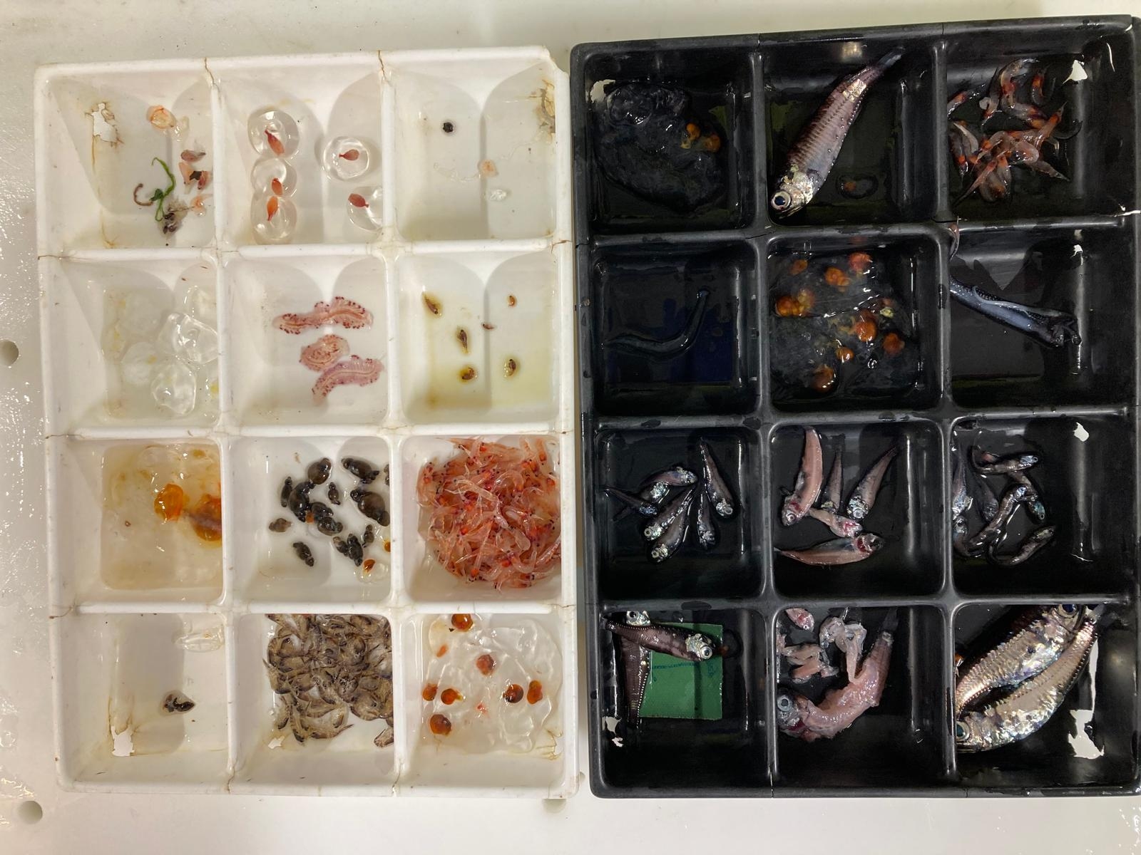 Sorted specimens collected during a net tow