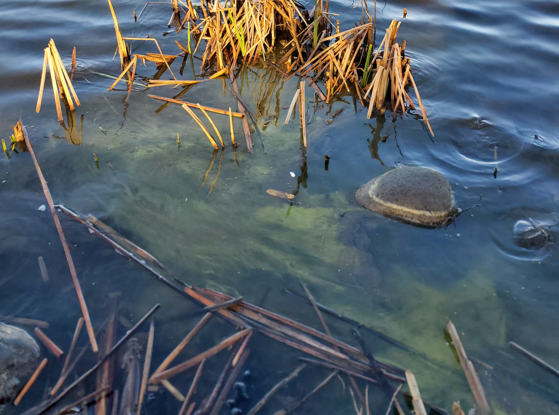 Cyanobacterial scum in Hamilton Lake, Lake Rotoroa