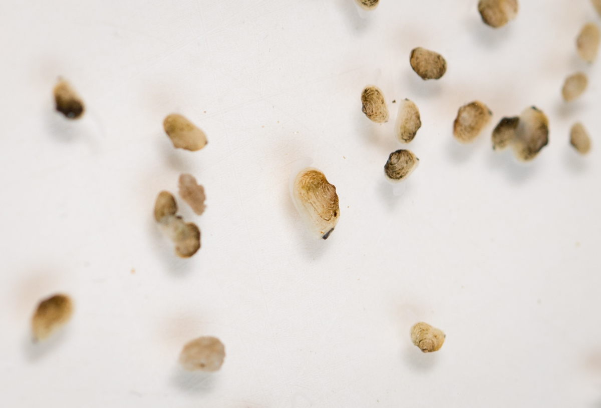 Juvenile kaakahi/kaaeo are very pale/pearl with ridges.