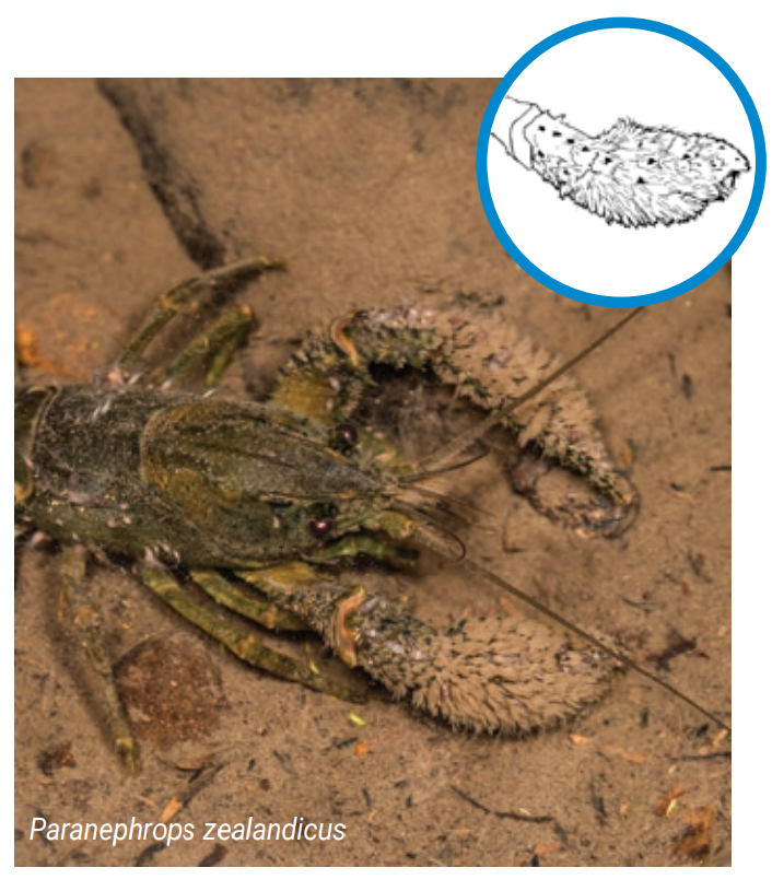 Paranephrops zealandicus