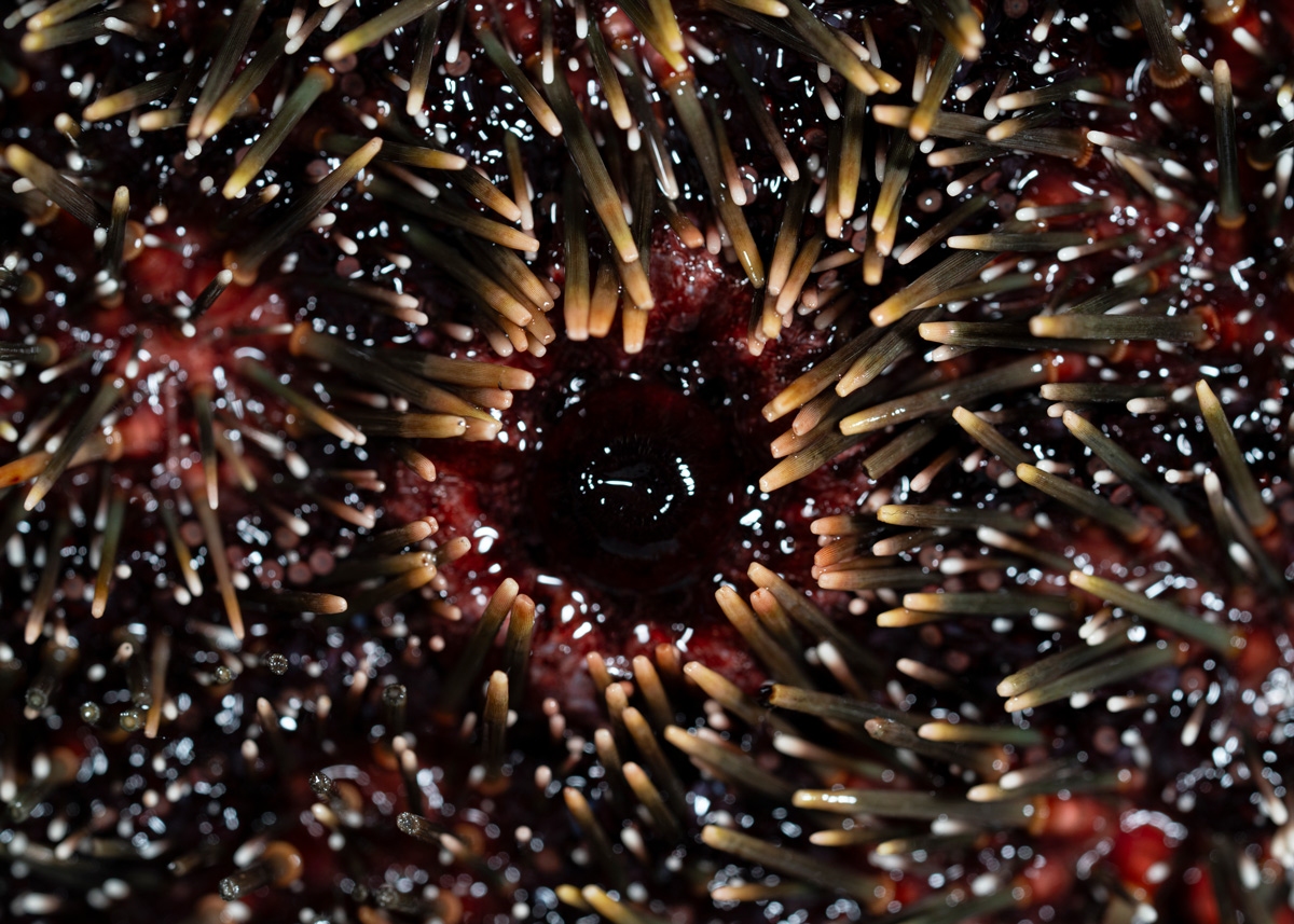   Ventral view of a sea urchin, showing its mouth.