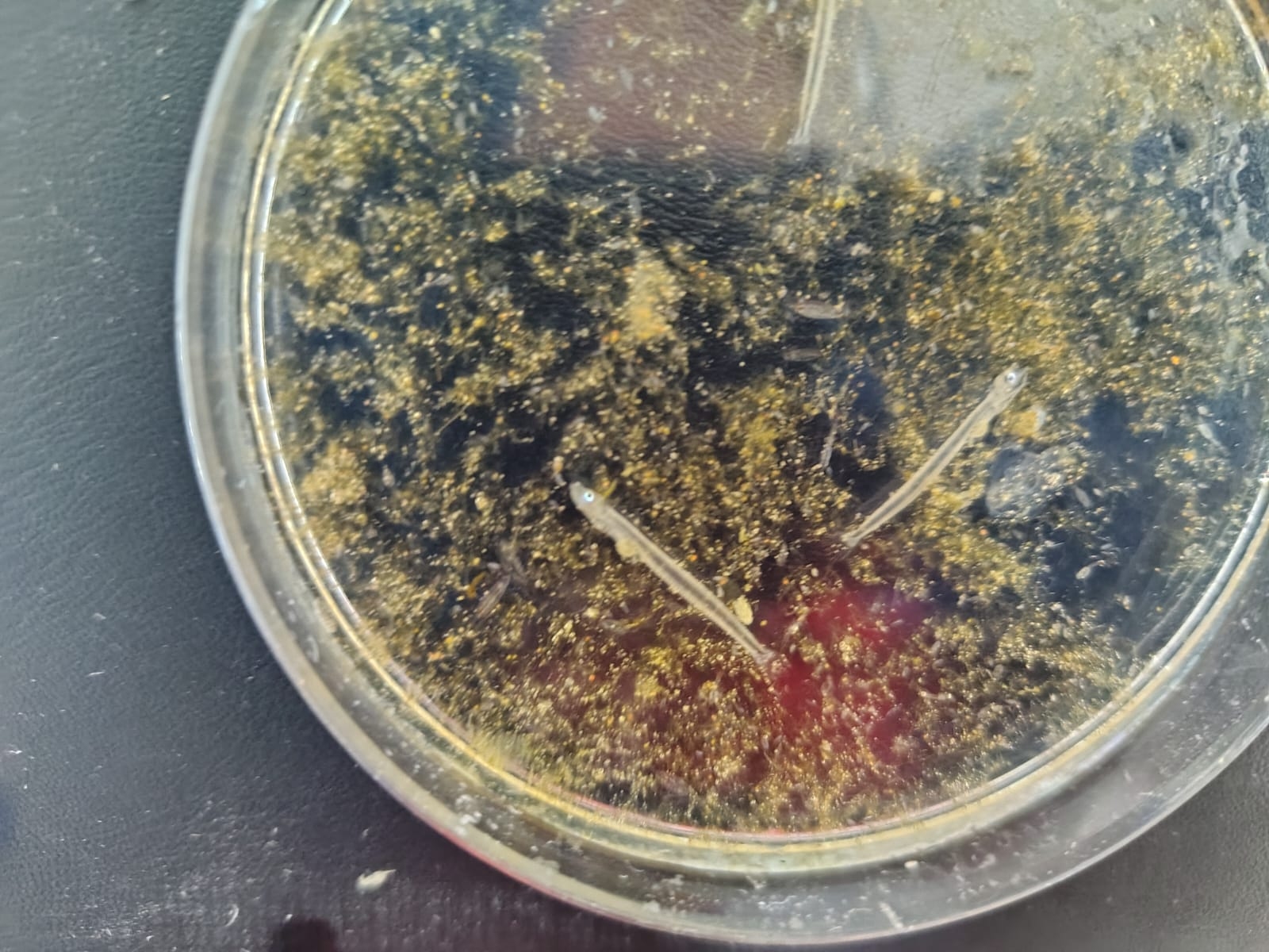 Fish in a petri dish