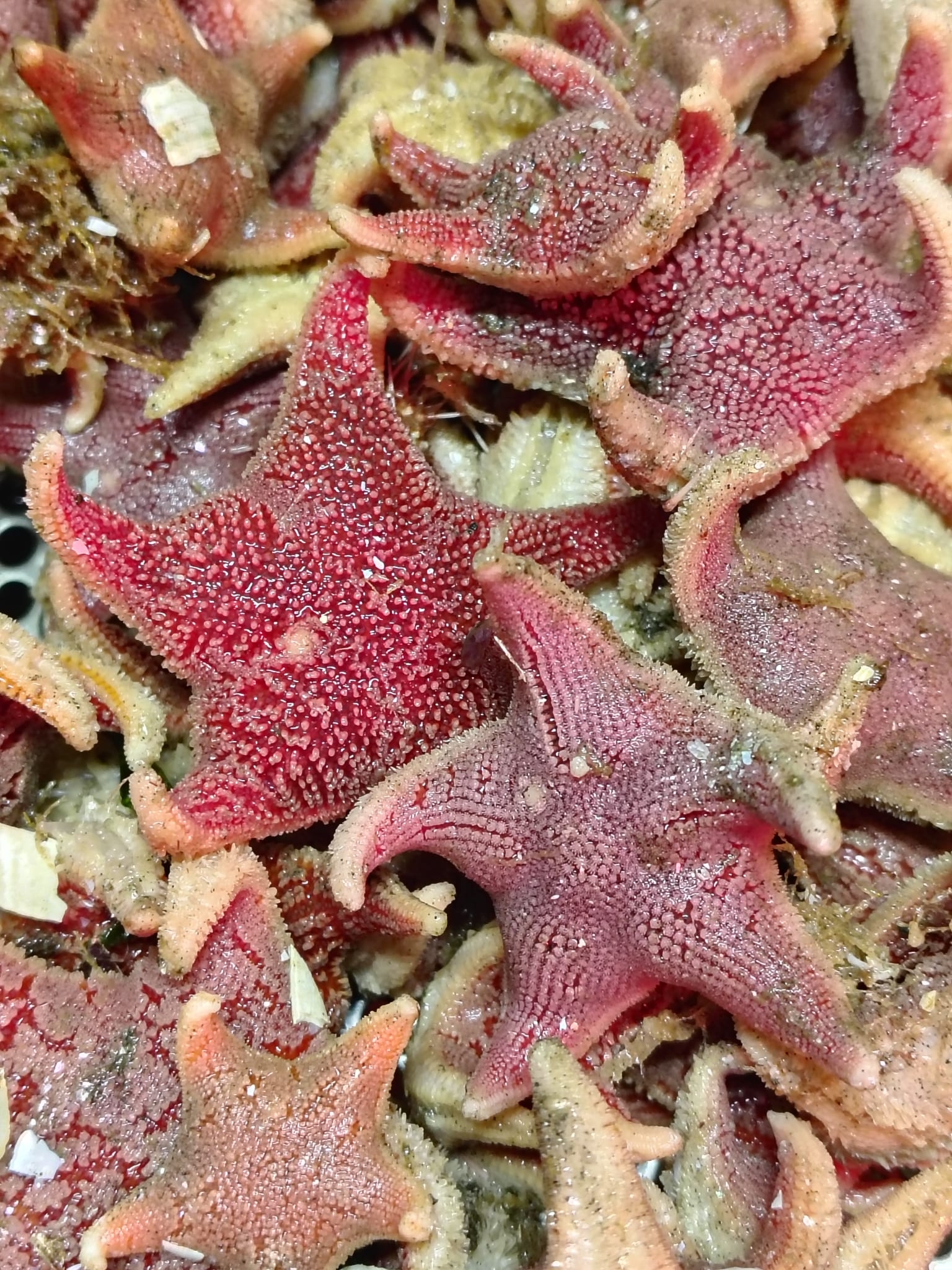 Sea stars sorted from one of the first collections