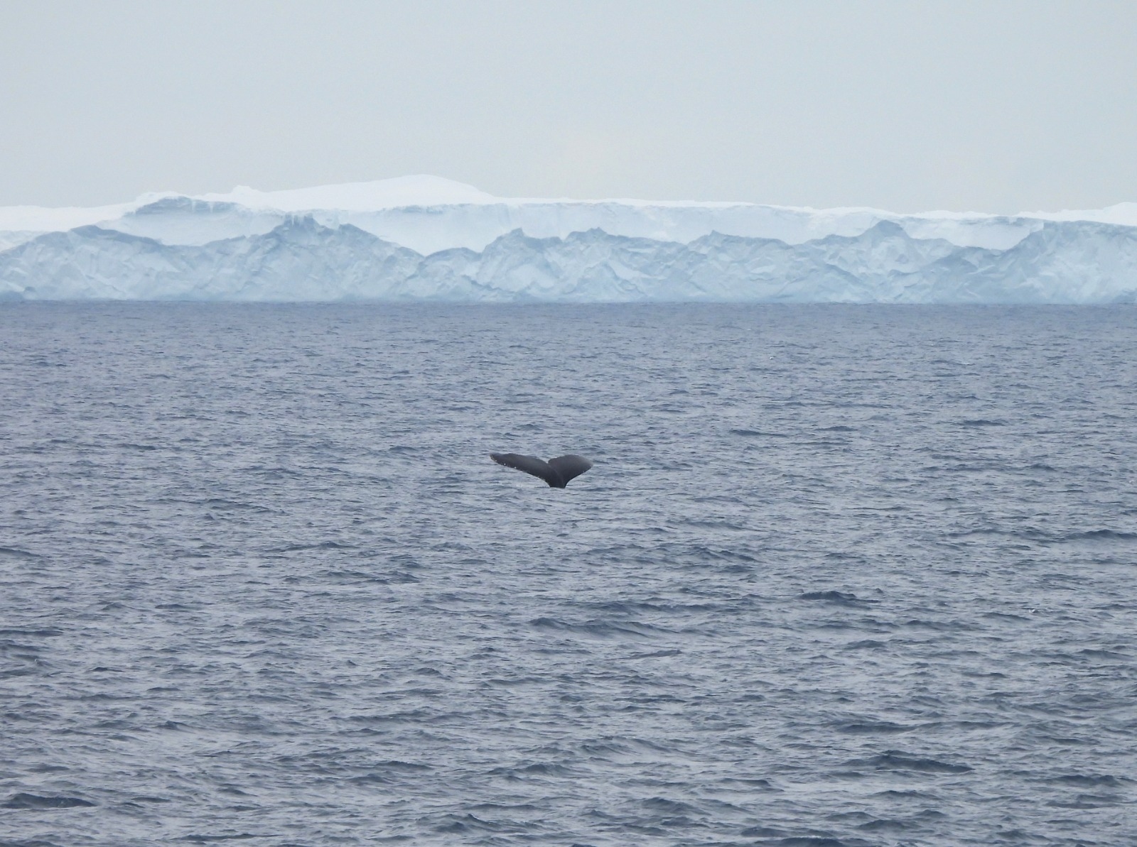 A humpback whale with a iceberg in the background