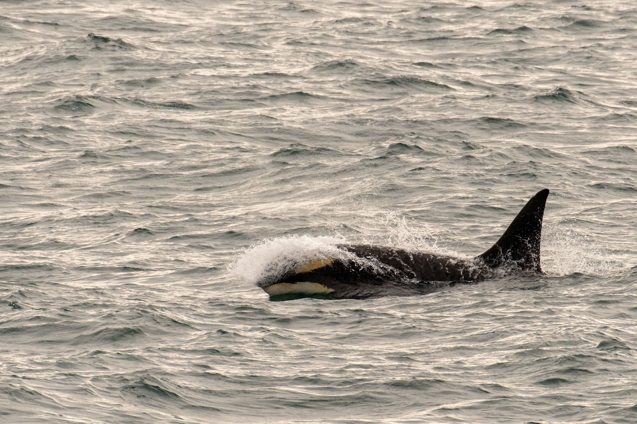 An orca breaching off of starboard 