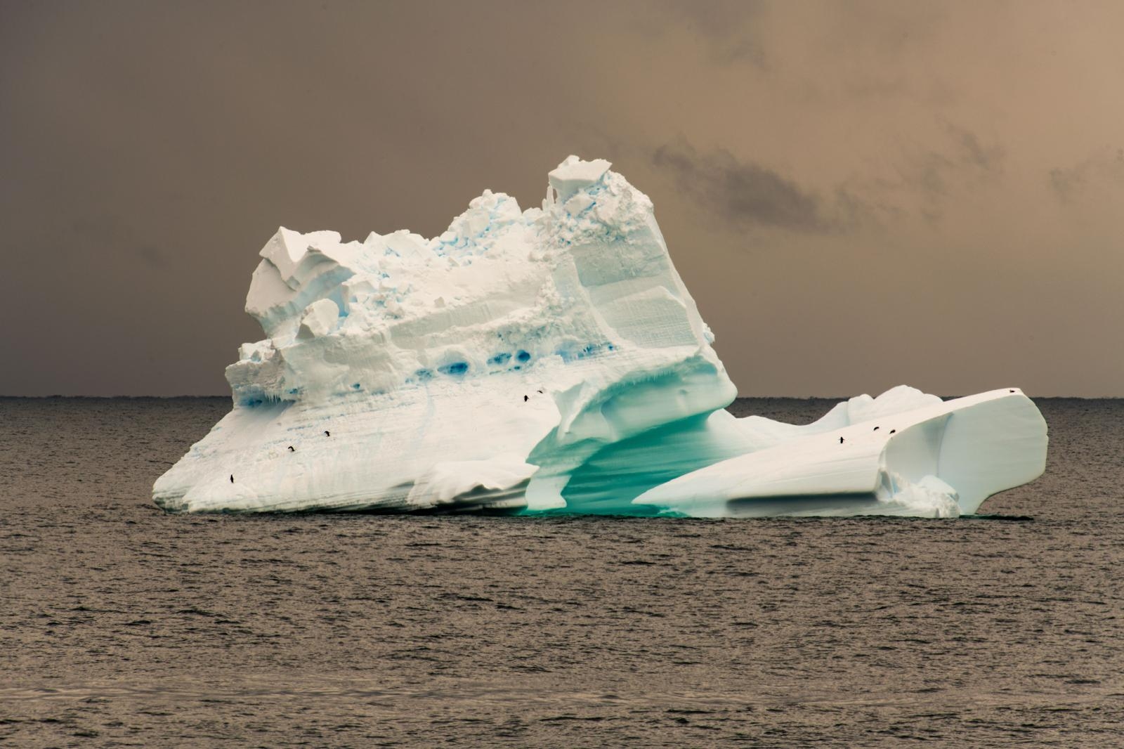 Adélie penguin on an iceberg 