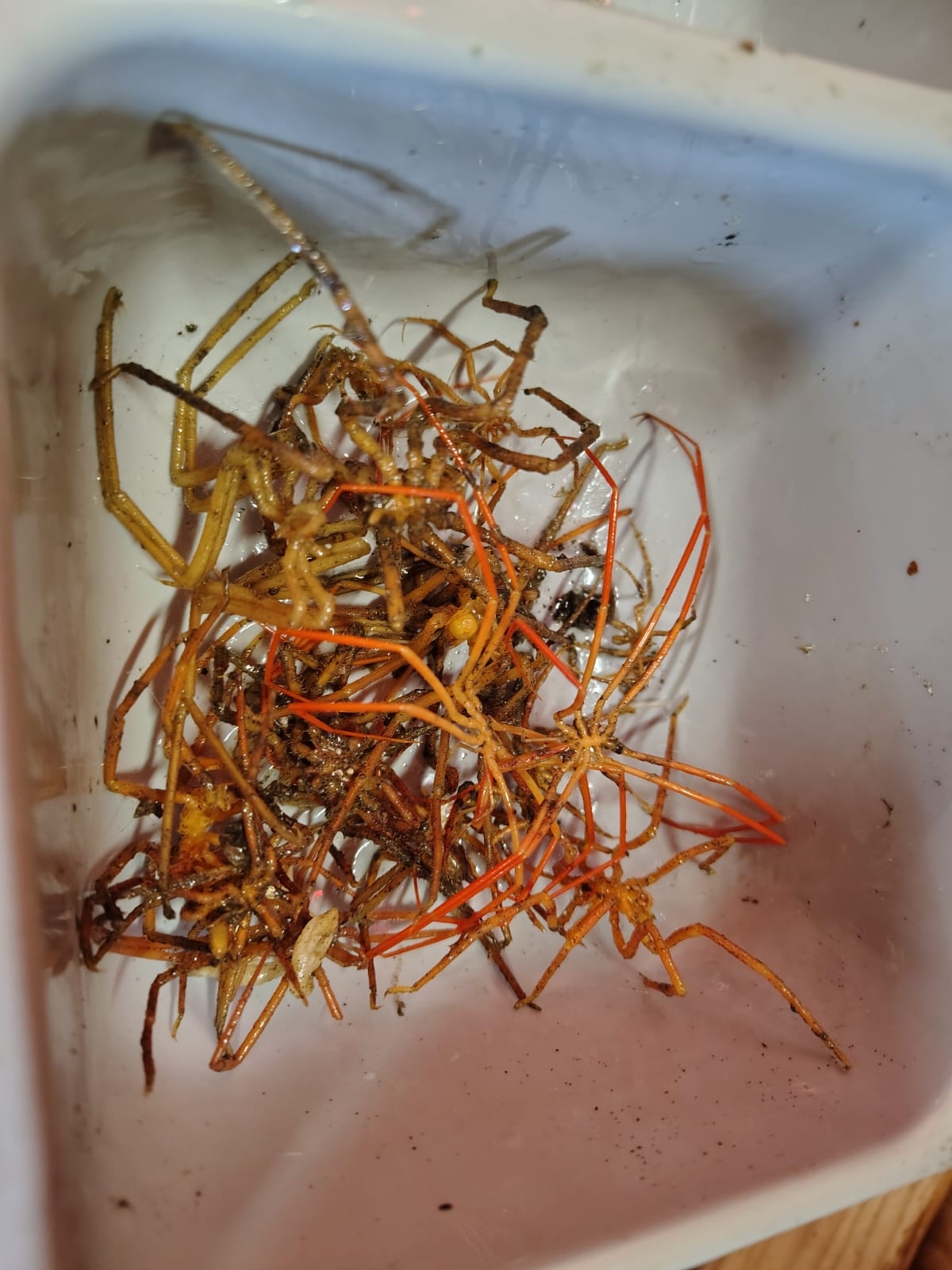 A collection of sea spiders