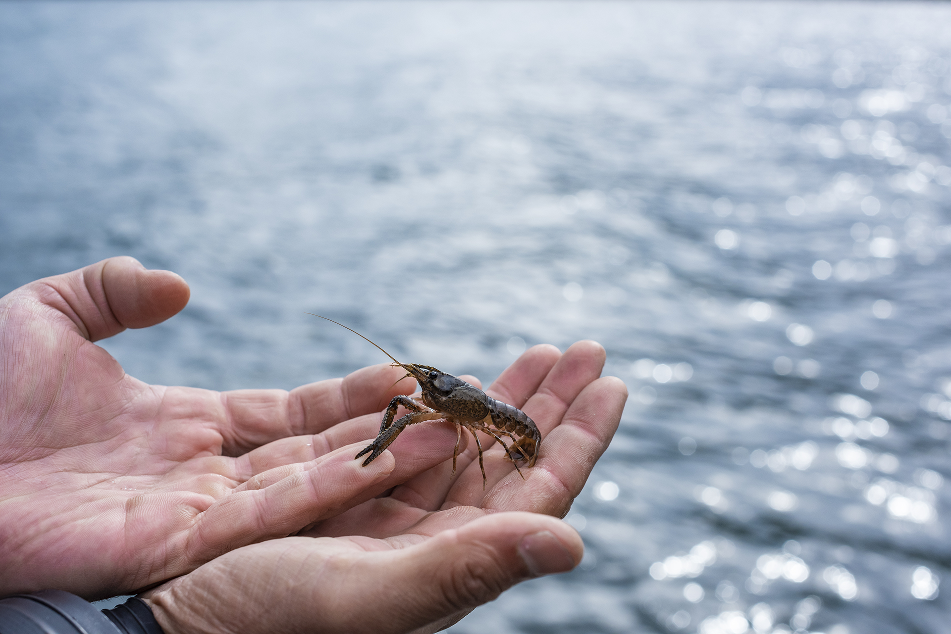 Kōura, Aotearoa’s freshwater crayfish