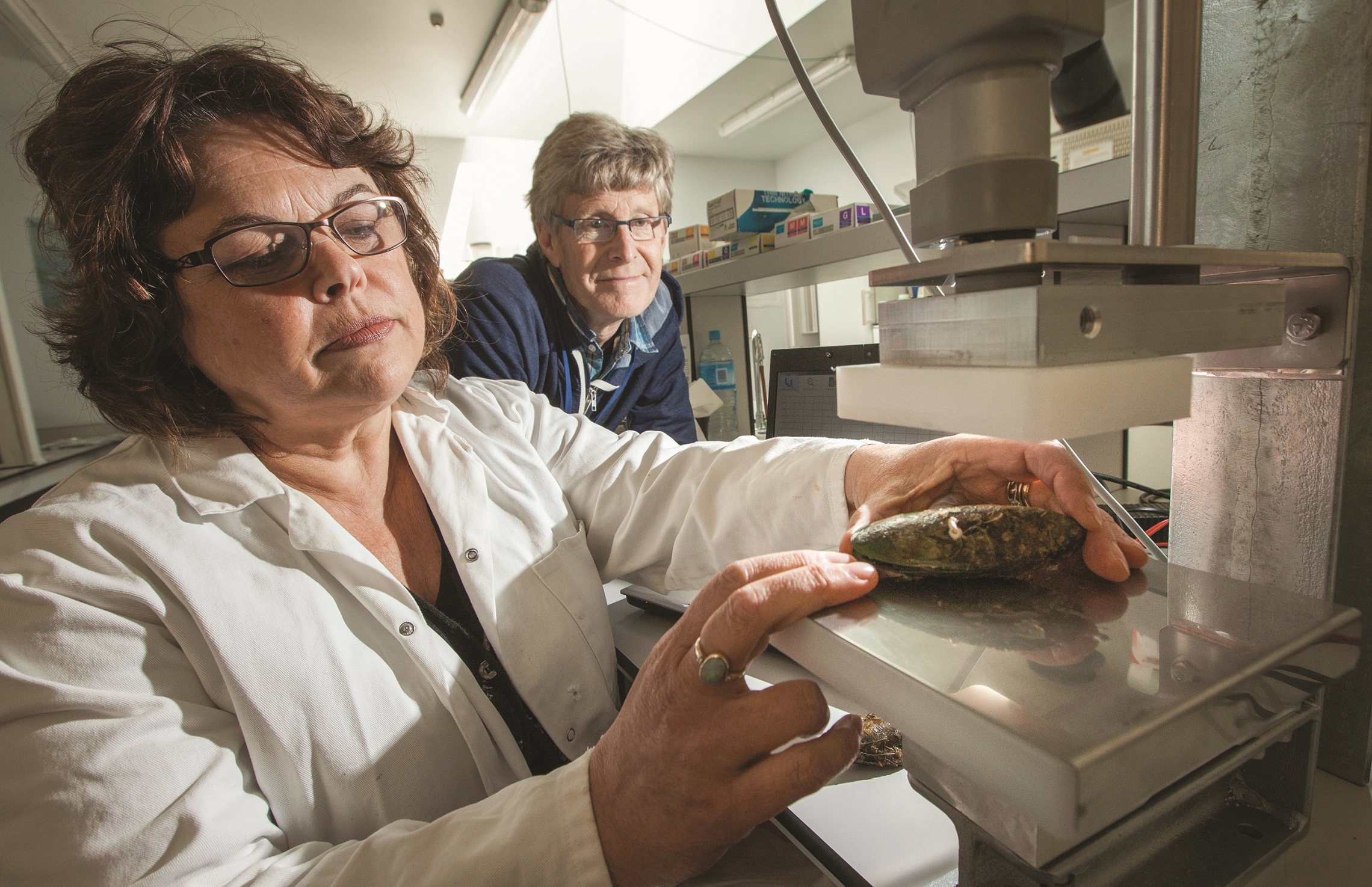 Measuring shell strength in the 'Mussel Crusher' | Earth Sciences New ...