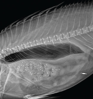 Hāpuku F1 feed intake ballotini beads X-ray. 