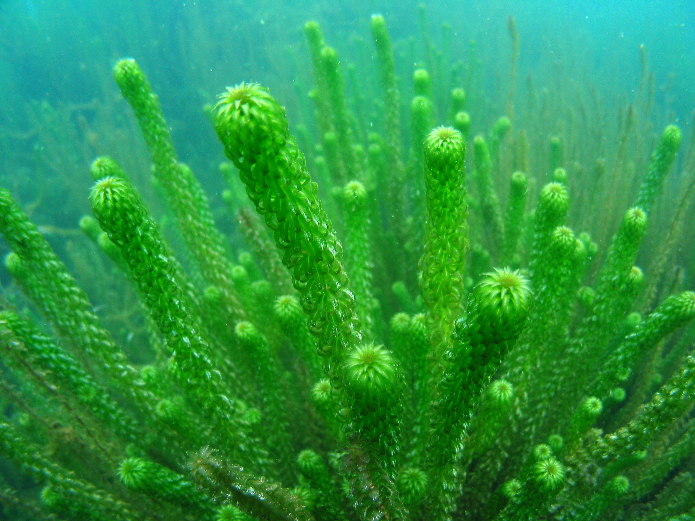 Invasive weed Lagarosiphon growing in Lake Tarawera