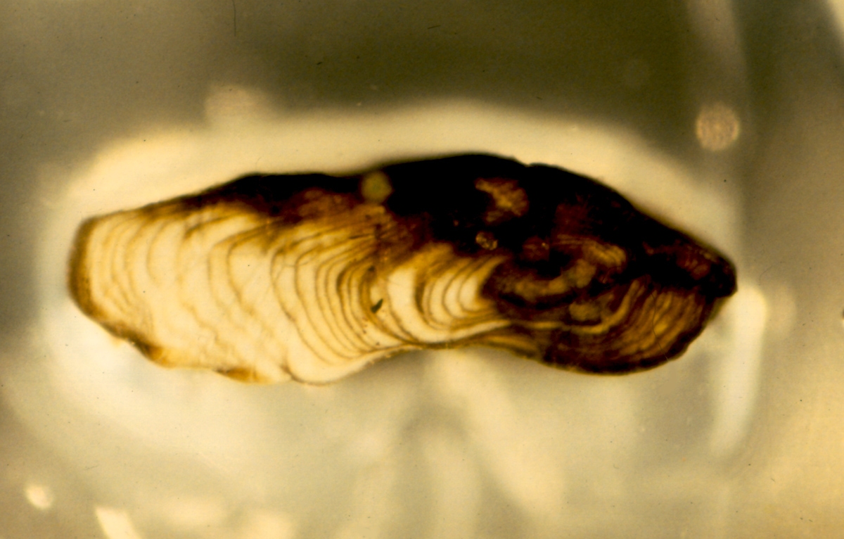 Longfin eel otolith, Lake Matahina, age 20 NIWA