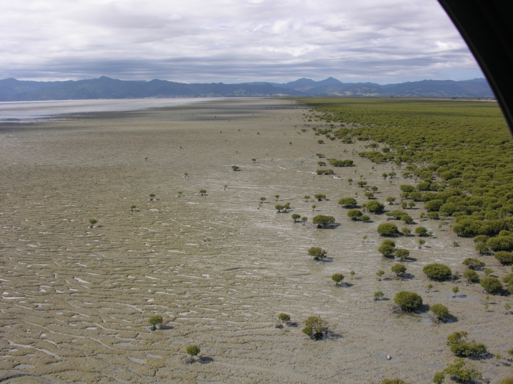 Mangroves in the southern Firth of Thames